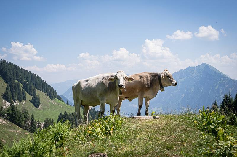 Alpe-Unterguentenstall-trickytine-Senner-Vorarlberger-Bergkaese_