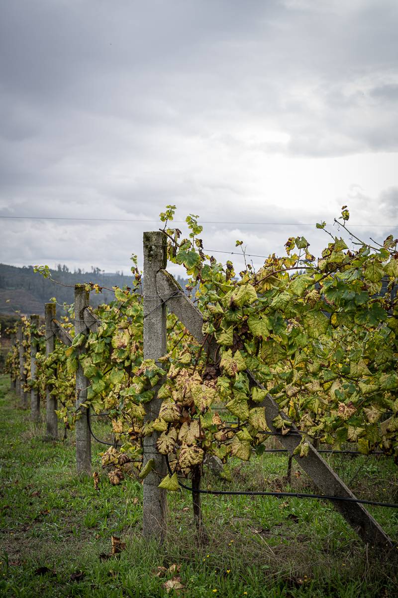 Vinho Verde Weinreise Portugal trickytine