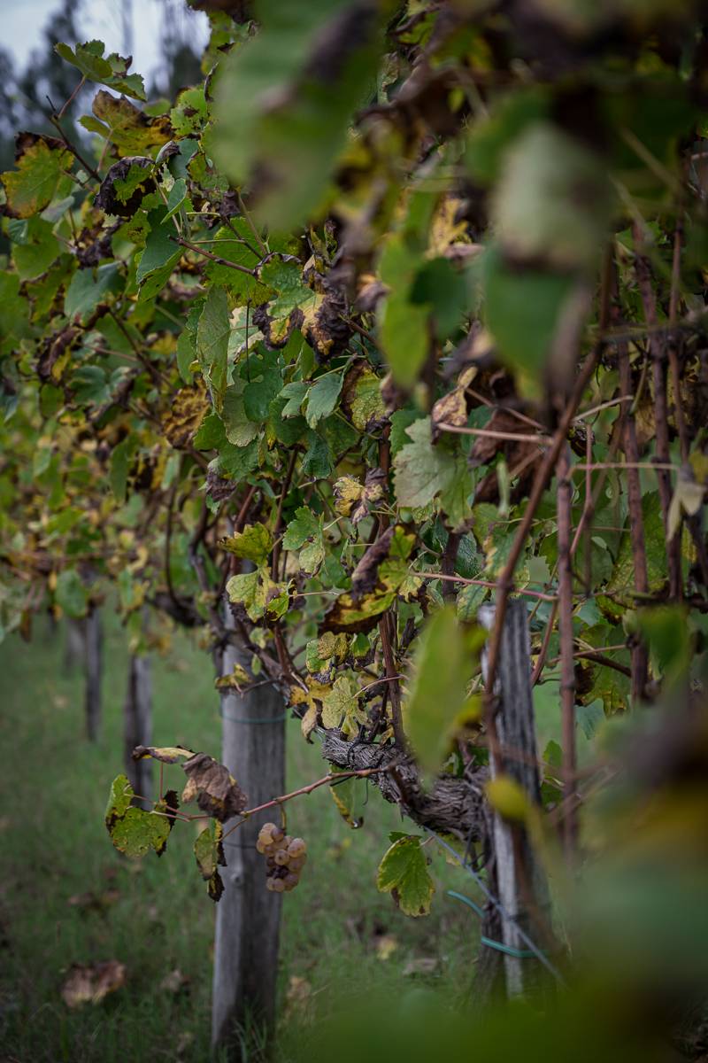 Vinho Verde Weinreise Portugal trickytine_-54